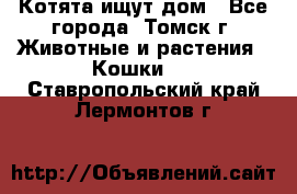 Котята ищут дом - Все города, Томск г. Животные и растения » Кошки   . Ставропольский край,Лермонтов г.